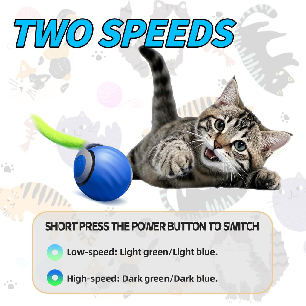Kat speelt met het rollende kattenspeeltje met veerstaart, met twee snelheidsstanden